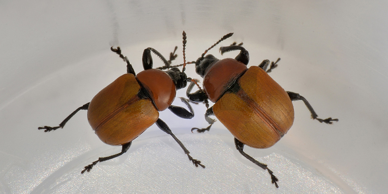 Attelabus nitens, su Leccio.